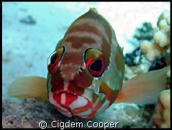 Blacktip grouper by Cigdem Cooper 